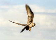 Cassins falcon peregrine